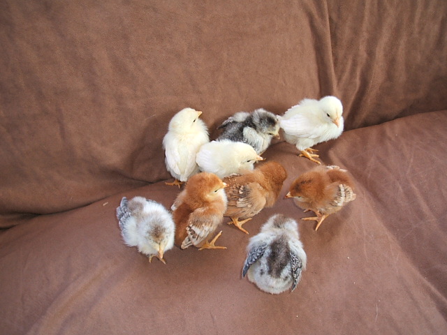 Baby Chicks