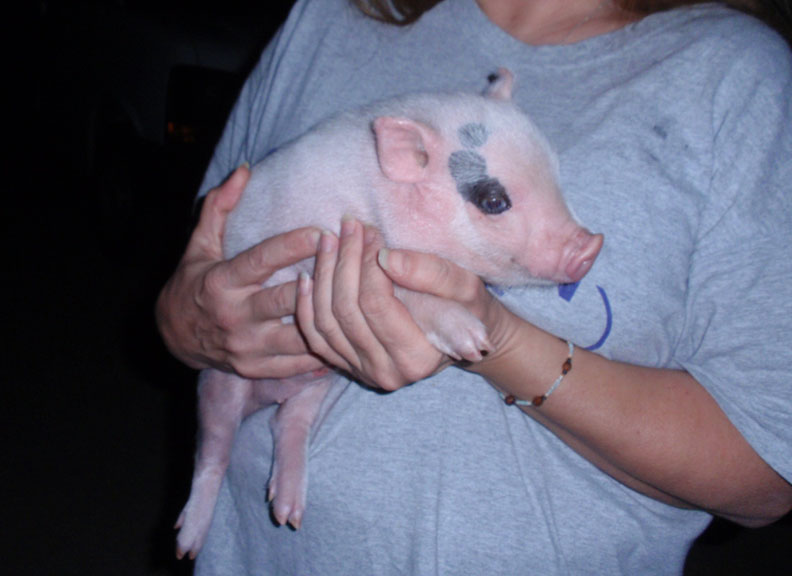 Baby Pot Bellied Pig