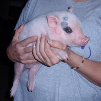 Baby Pig