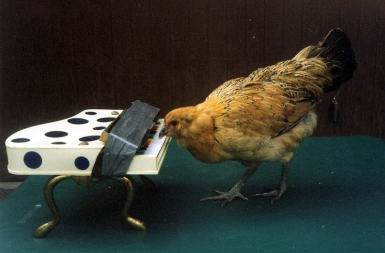 Chicken playing piano