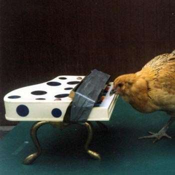 Chicken Playing Piano