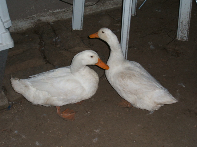 Duck - white