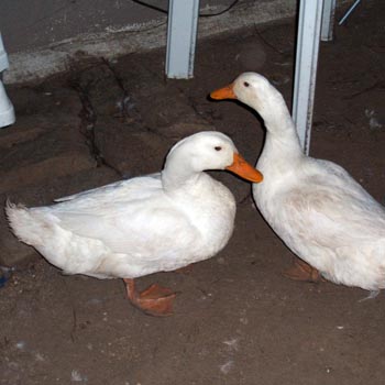 Ducks - White