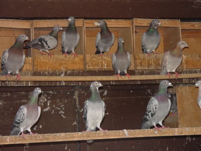 Street Pigeons