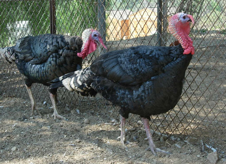 Turkeys