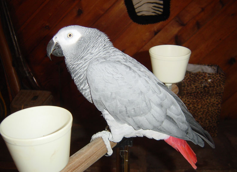 African Grey - Marilyn