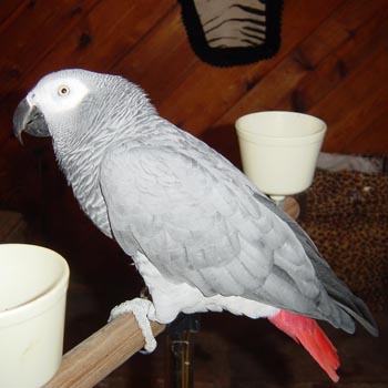 African Grey