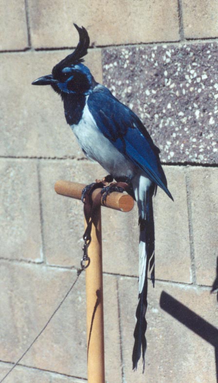 Blue Jays