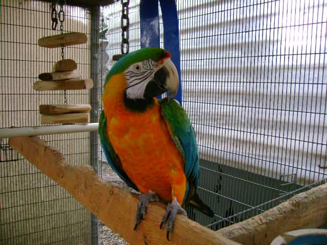 Catalina Macaw