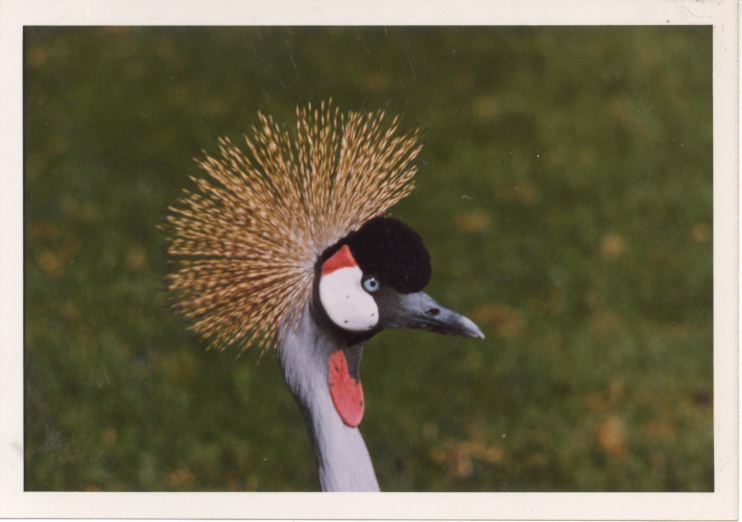 Crowned Crane