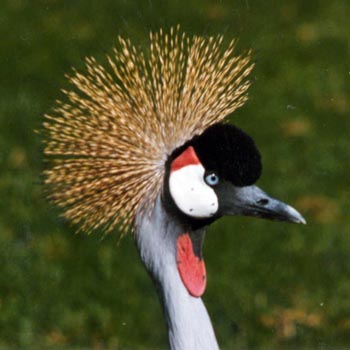 Crowned Crane