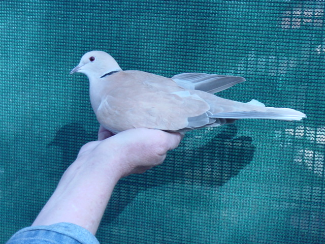 Ring Necked Doves