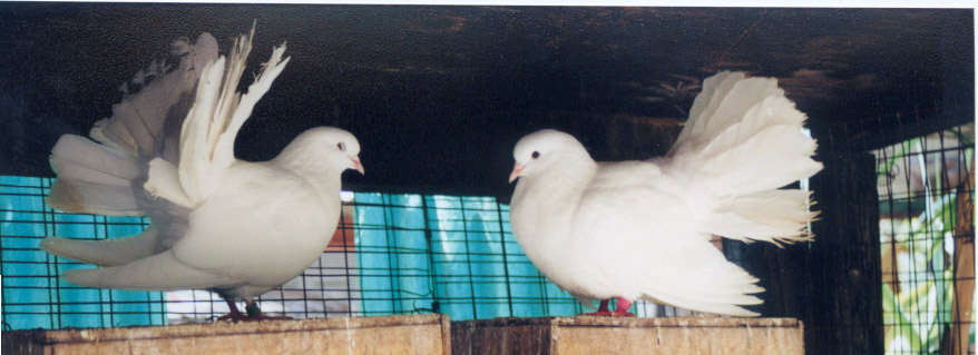 Fantail Doves