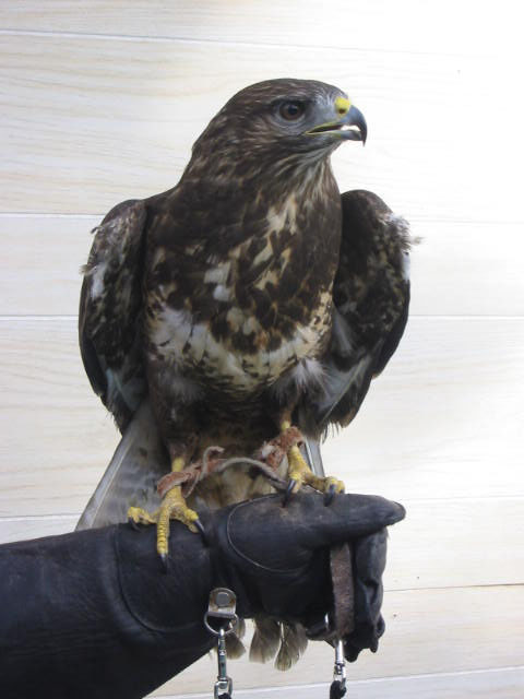 European Hawk