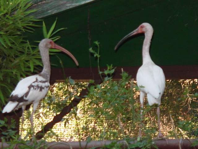 Ibis