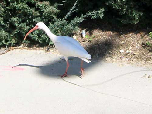 Ibis