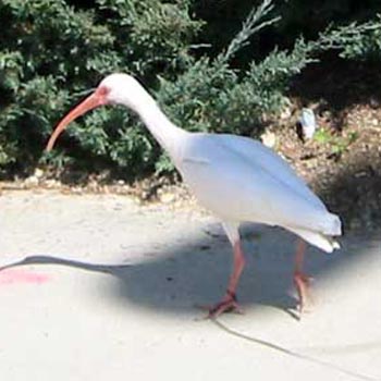 Ibis