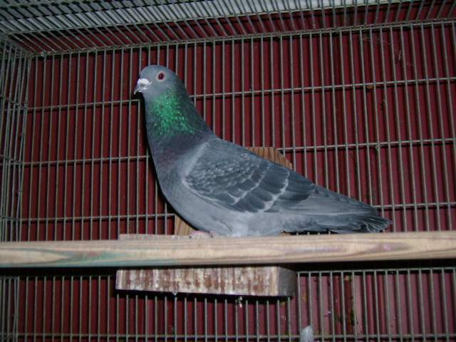 Pigeon - Lindy