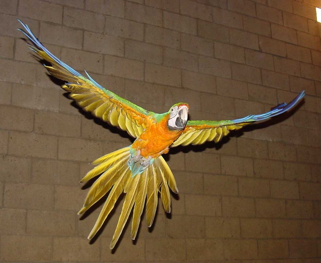 Macaw Free Flying