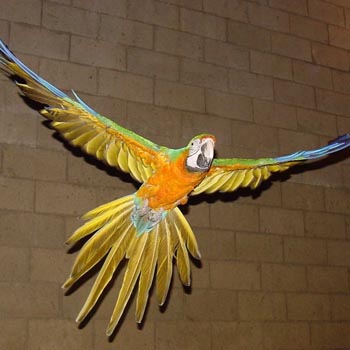 Macaw