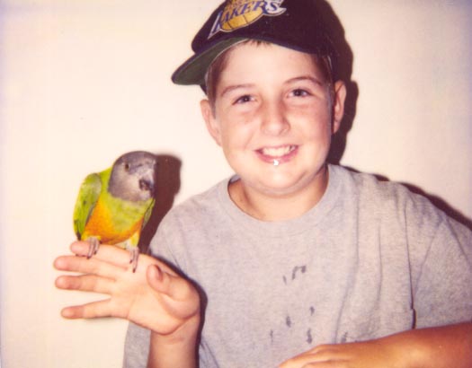 Parrot - Senegal