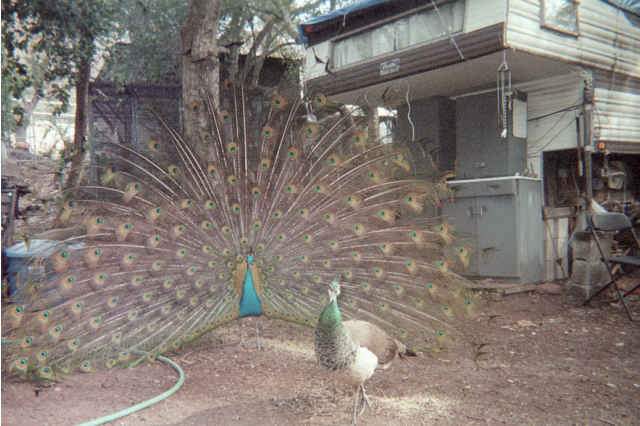 Peacocks