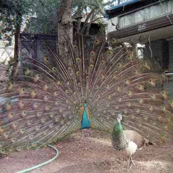 Peacocks