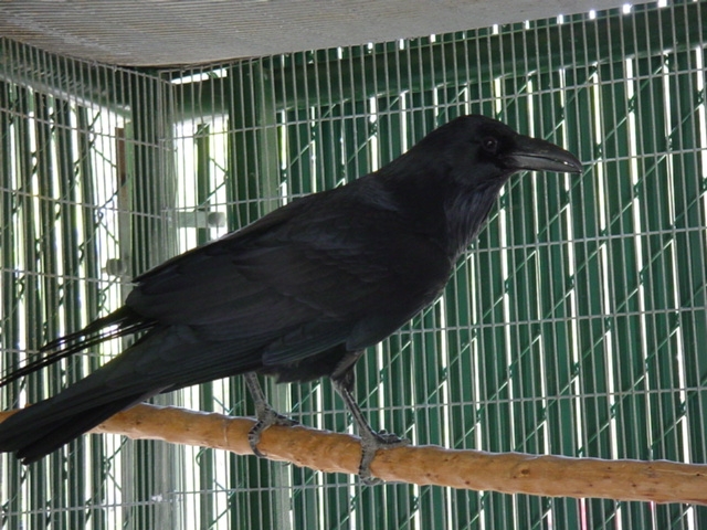 Raven Crow Hybrid - Carob