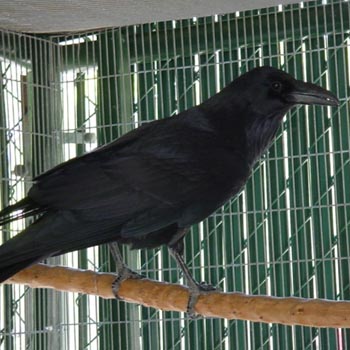 Raven Crow Hybrid