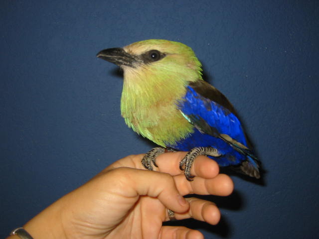 Blue Bellied Roller