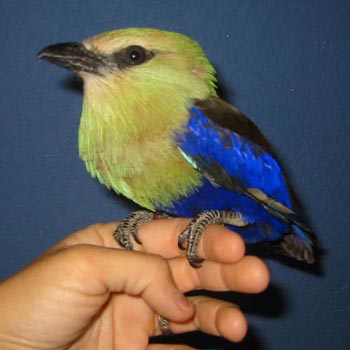 Roller - Blue Belly