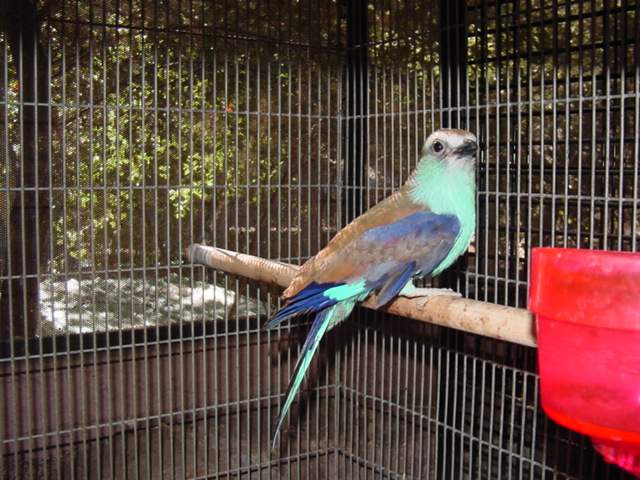 Racket Tailed Roller