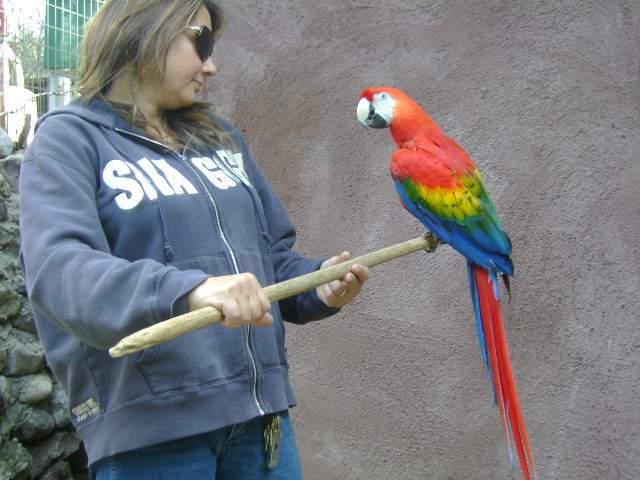 Scarlet Macaw