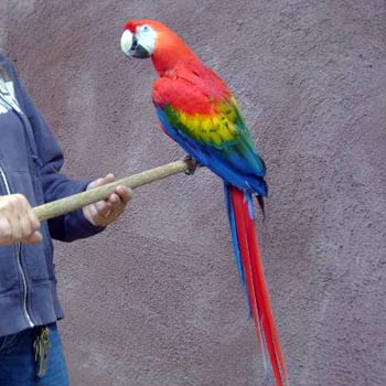 Macaw - Scarlet