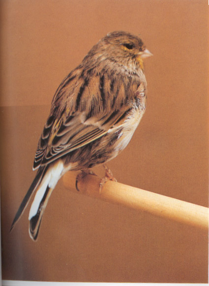 Faux Brown Sparrow