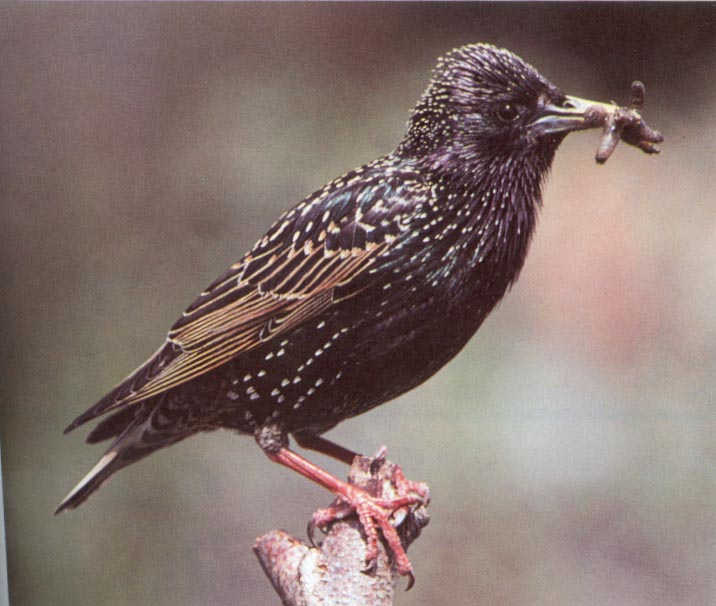 Common Starling