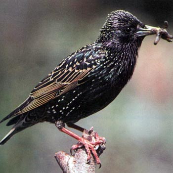 Starling - common