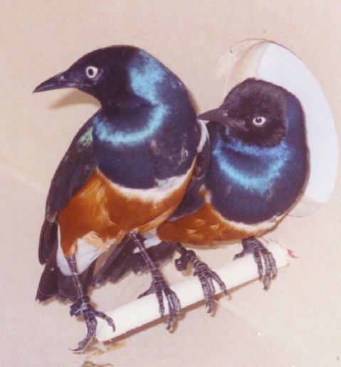 Superb Starling