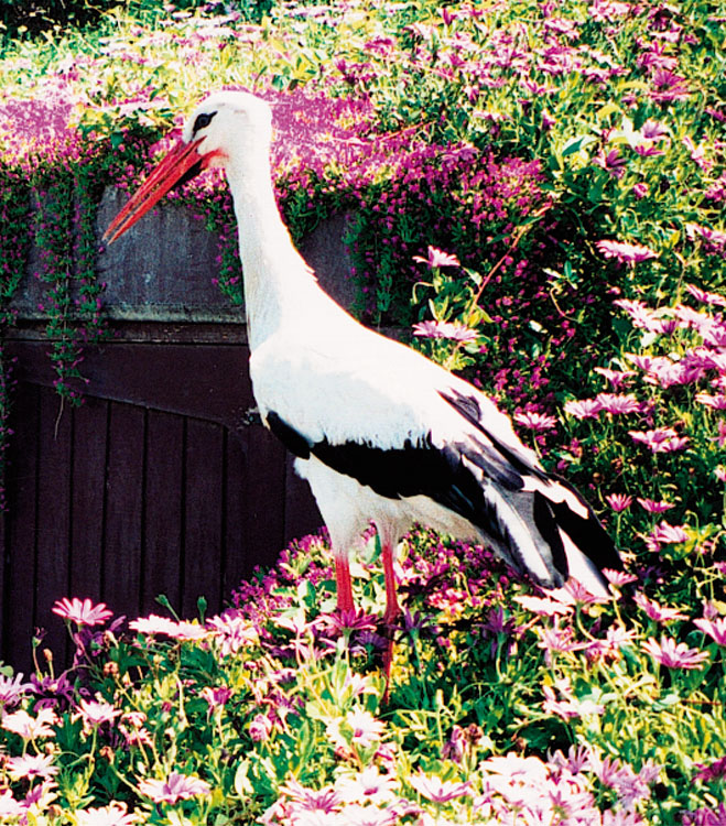 Stork