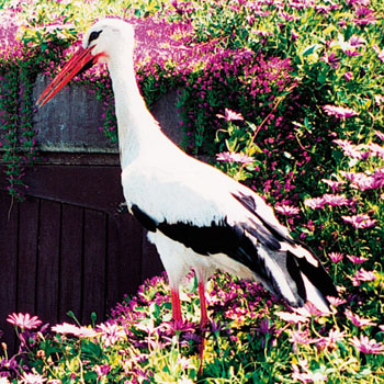 Stork