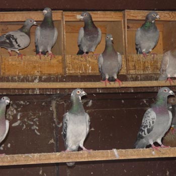 Pigeons