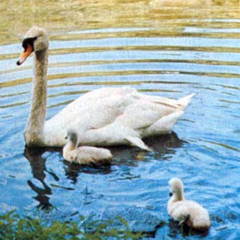 Swans