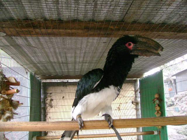 Trumper Hornbill