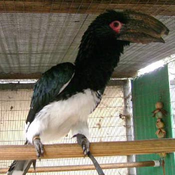 Hornbill