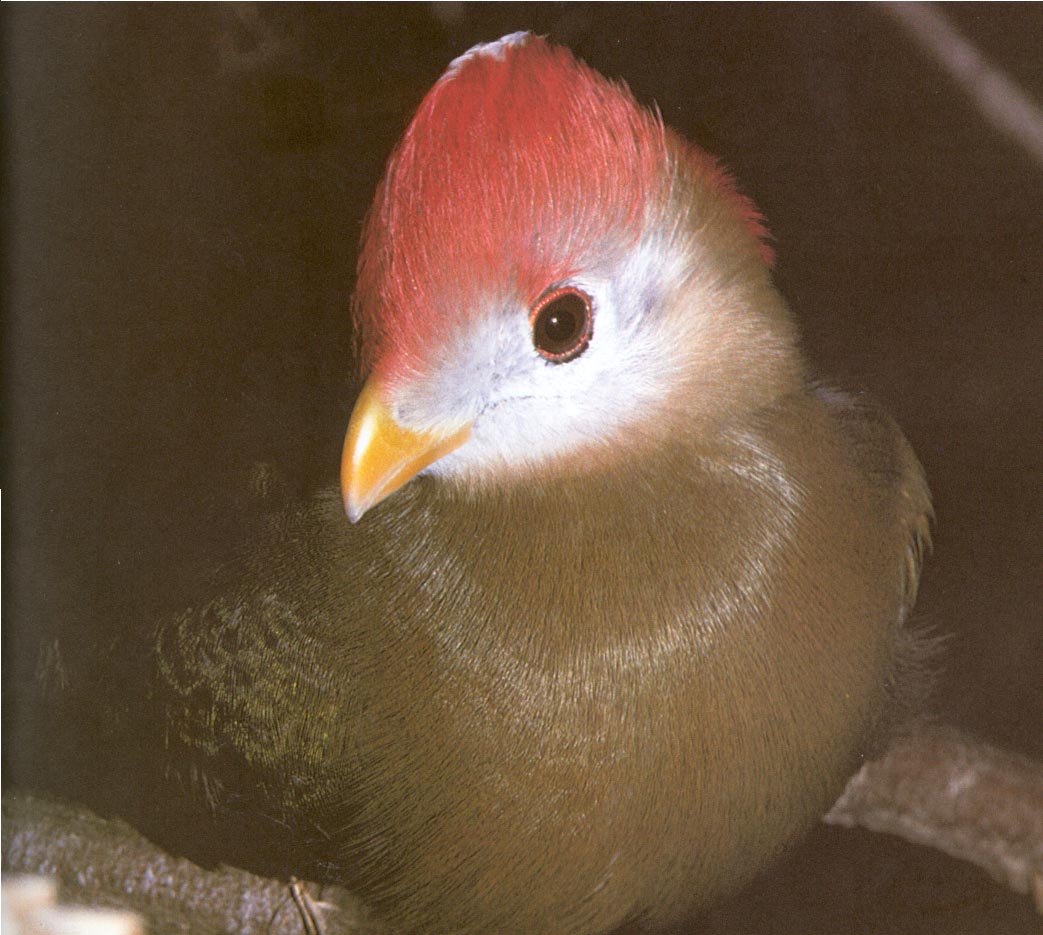 Redheaded Turaco