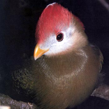 Turaco - redheaded