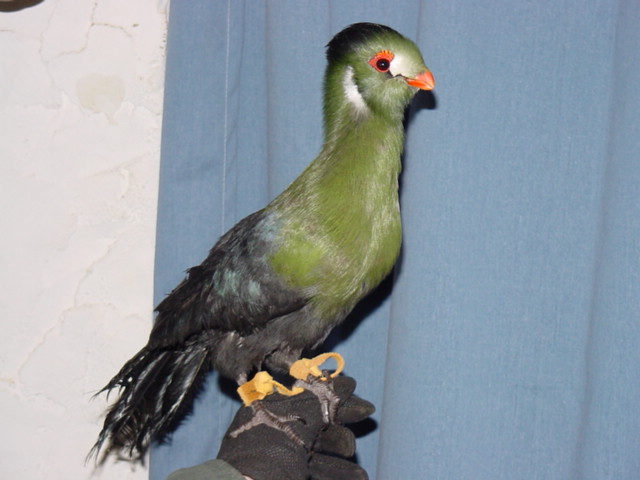 Whitecheeked Turaco