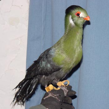 Turaco - whitecheeked