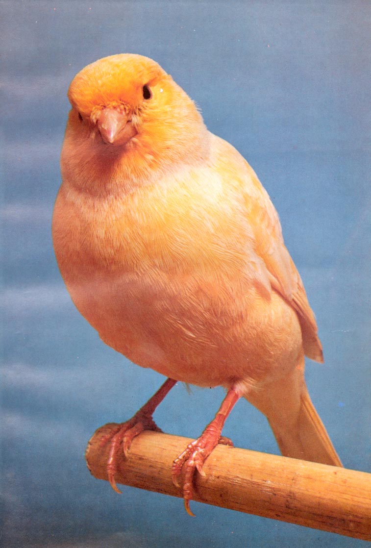 Yellow Canary