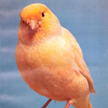 Canary